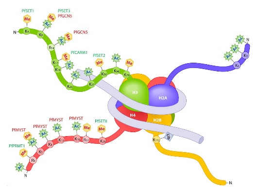 Toolkit for Nucleosome & Histone Research