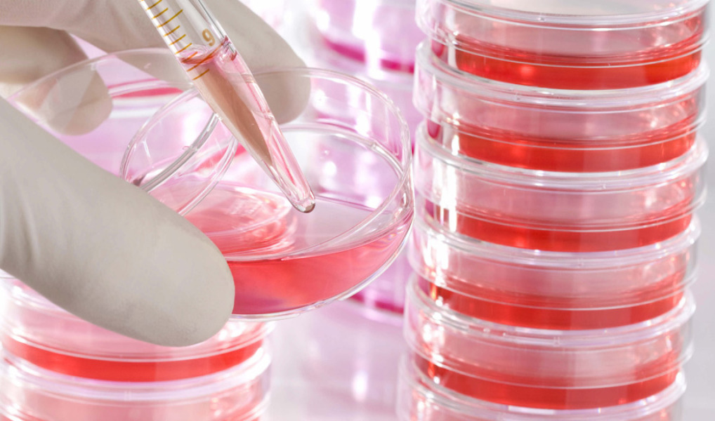 Sodium Succinate 6-Hydrate NF Low in Endotoxins