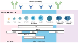 Bioanalytical assay strategies and considerations for validation of B cells-depletion assay by flow cytometry