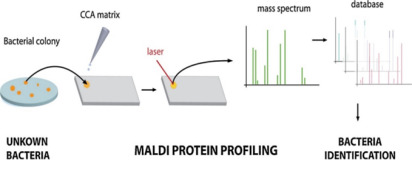 MALDI-TOF MS techniques in microbial identification