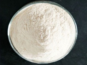 Lactobacillus paracasei