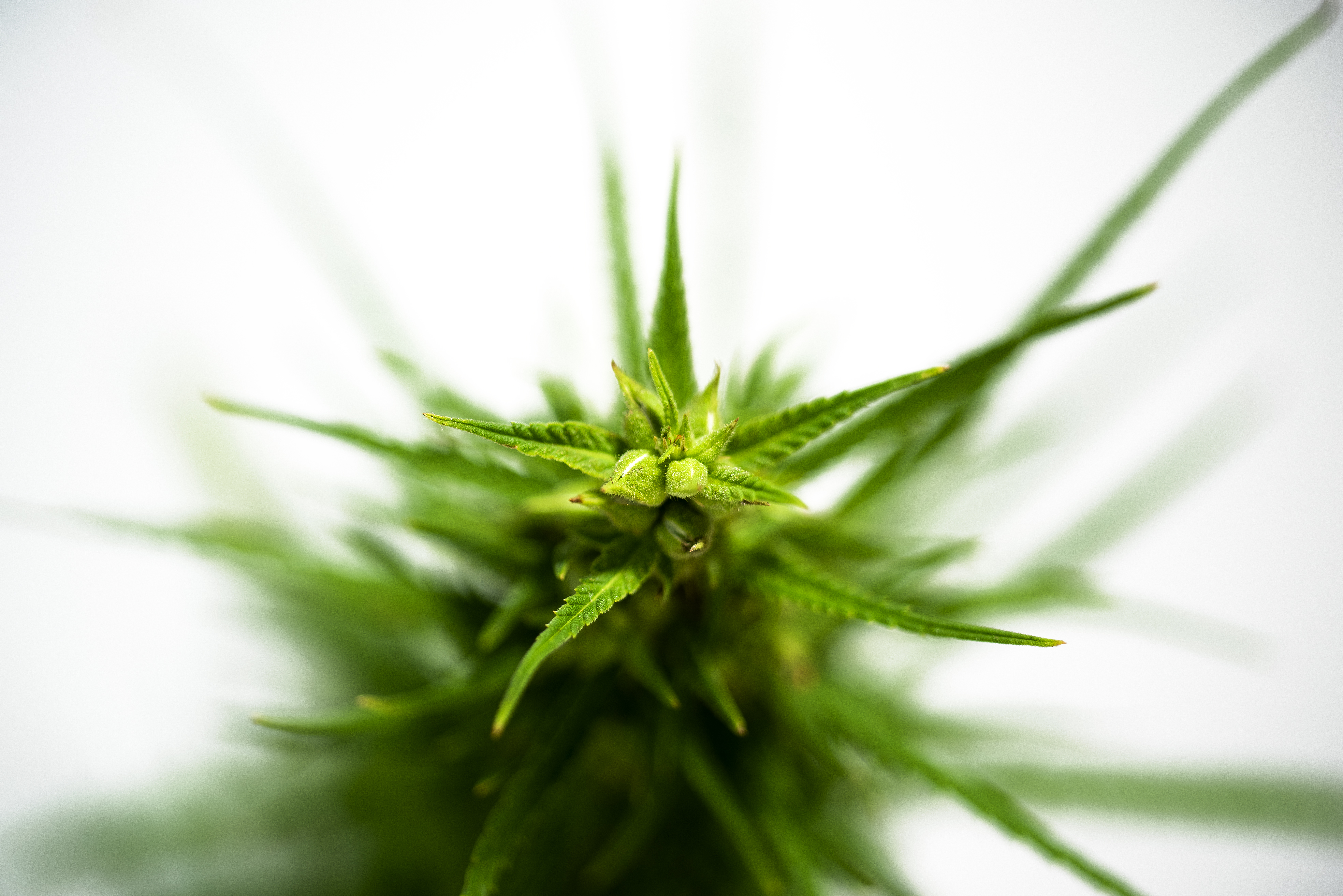 Cannabidiol (from hemp)