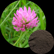 Red Clover Extract