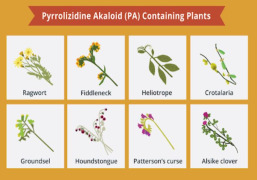 Pyrrolizidine Alkaloids