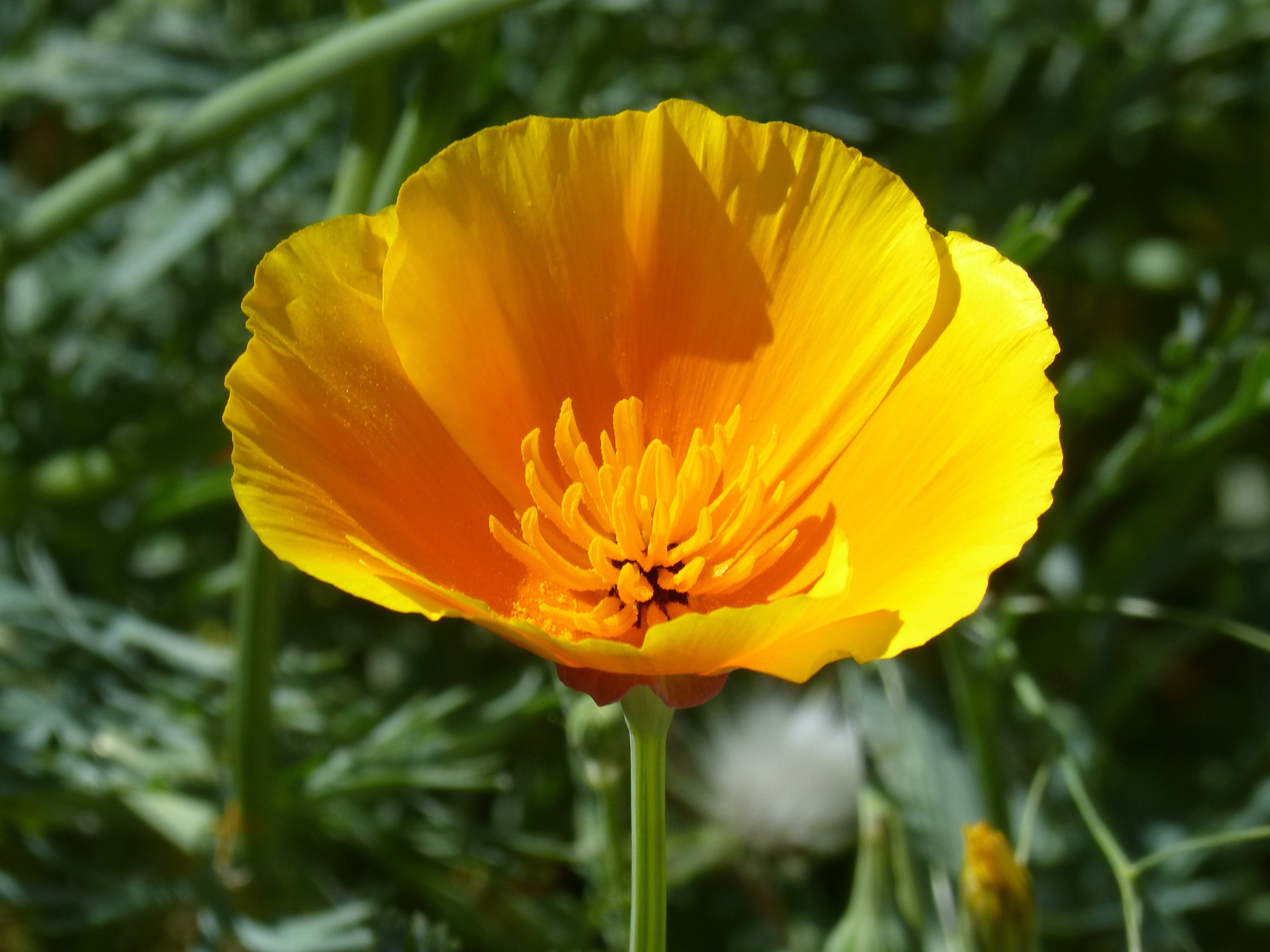 CALIFORNIA POPPY EXTRACT