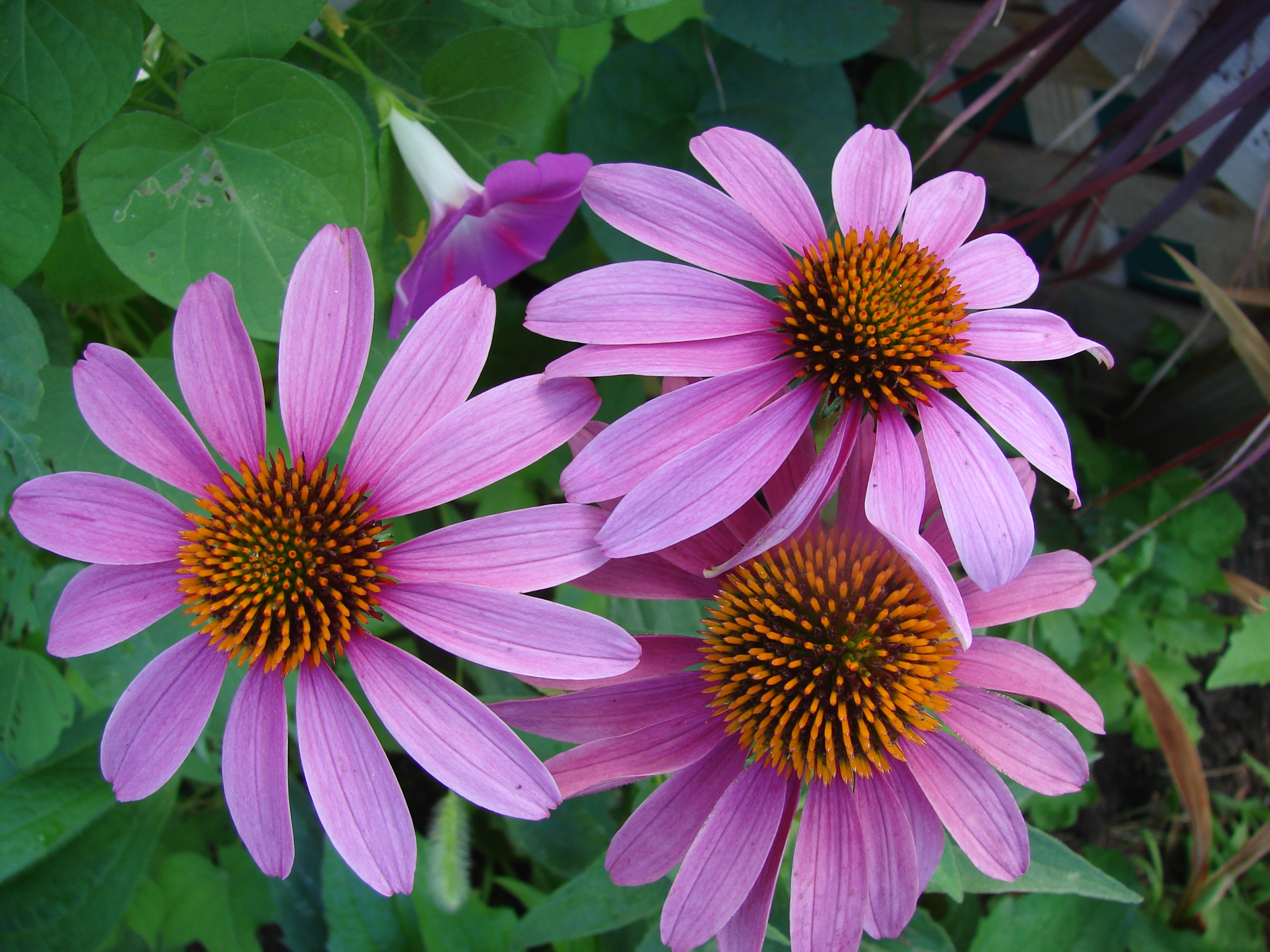 ECHINACEA EXTRACT