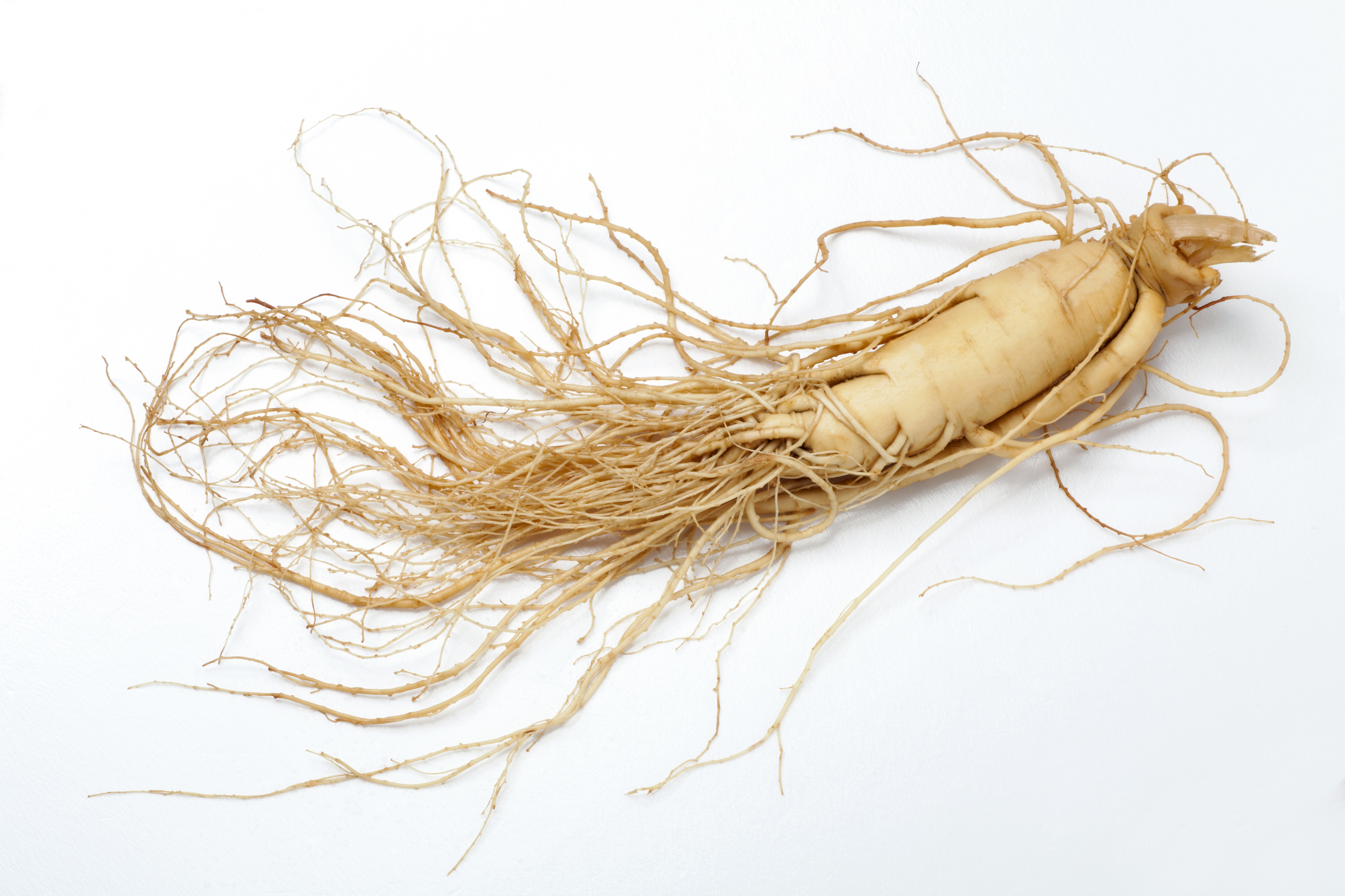 GINSENG ROOT EXTRACT