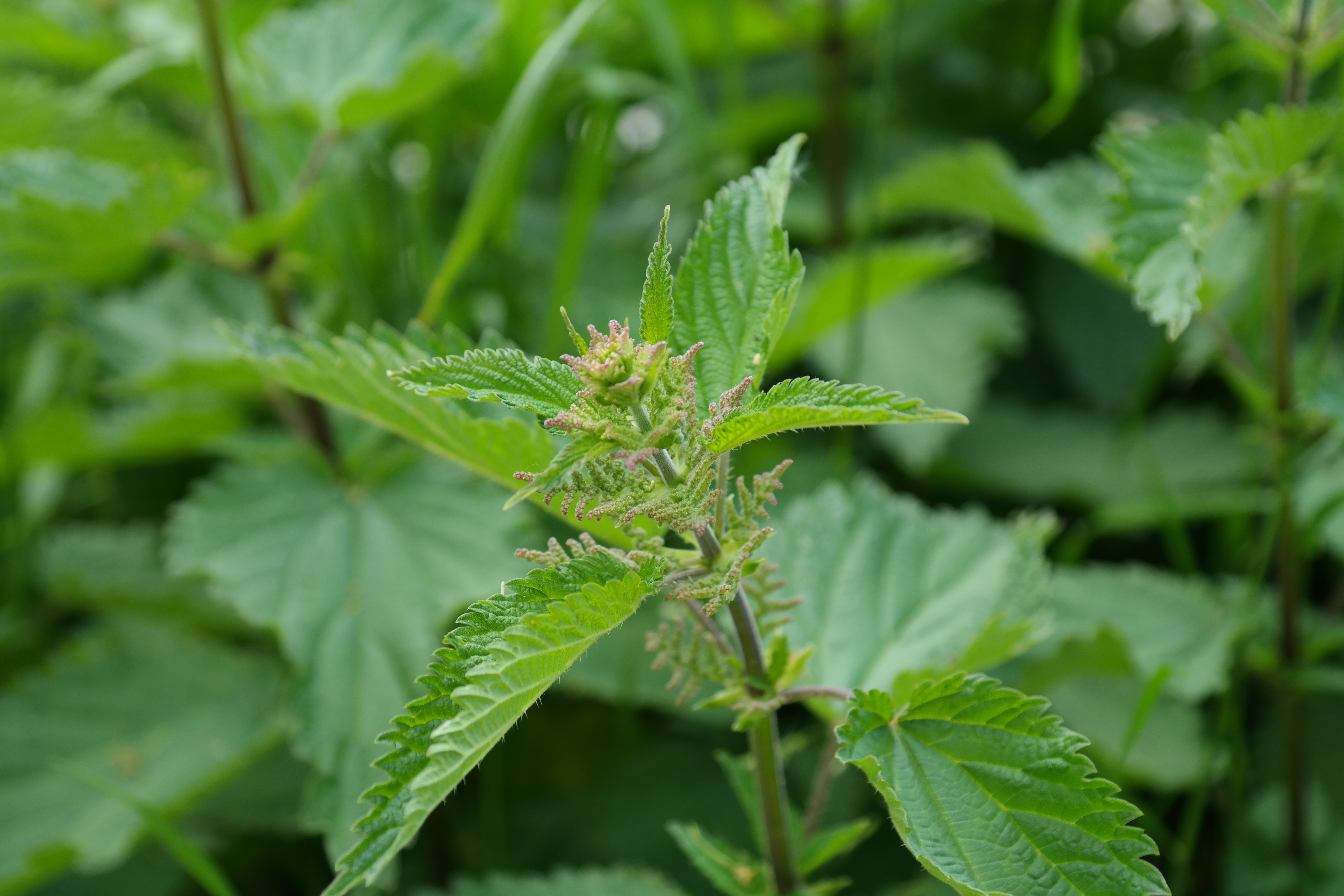 NETTLE EXTRACT