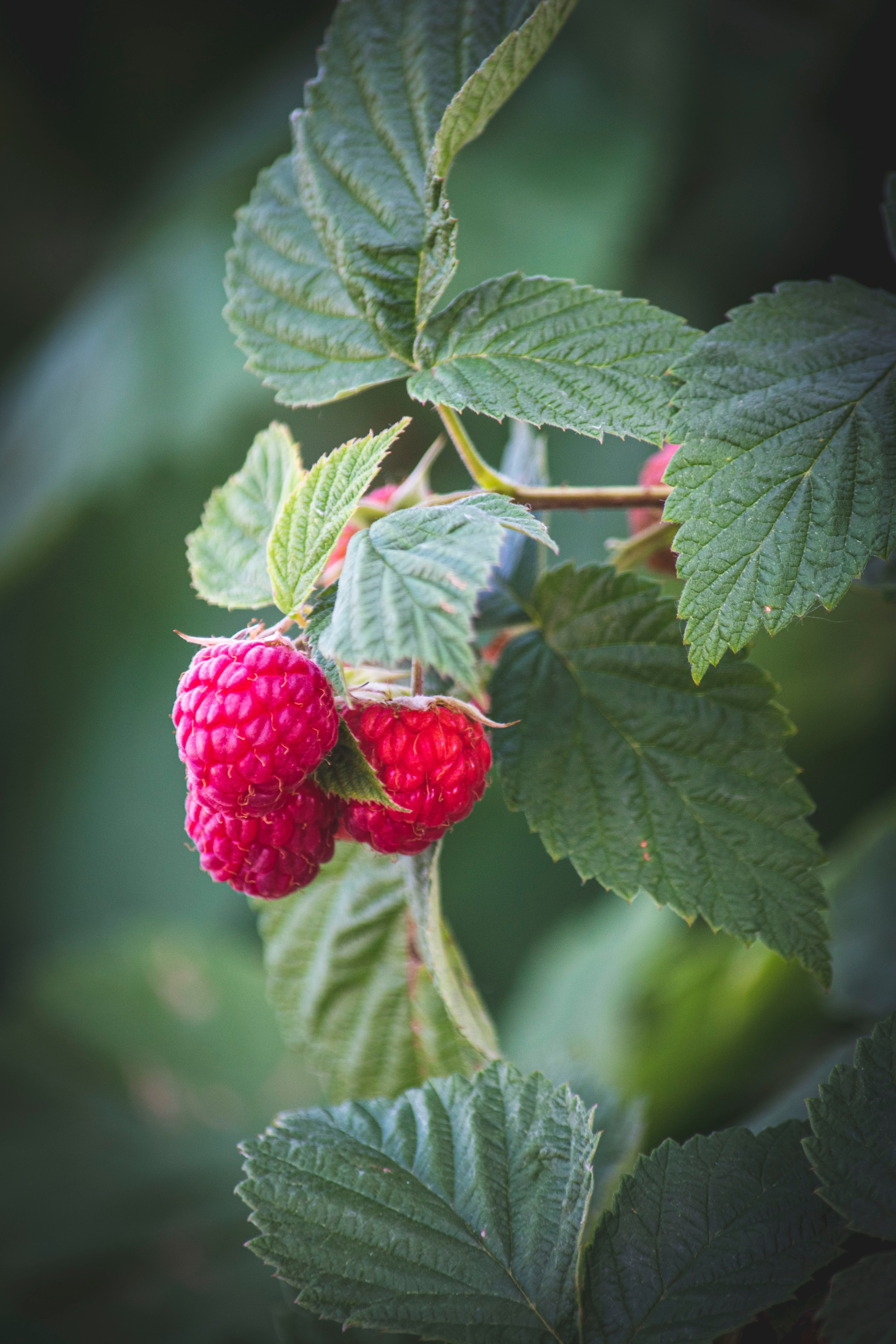 RASPBERRY LEAF EXTRACT