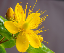 ST. JOHN'S WORT EXTRACT