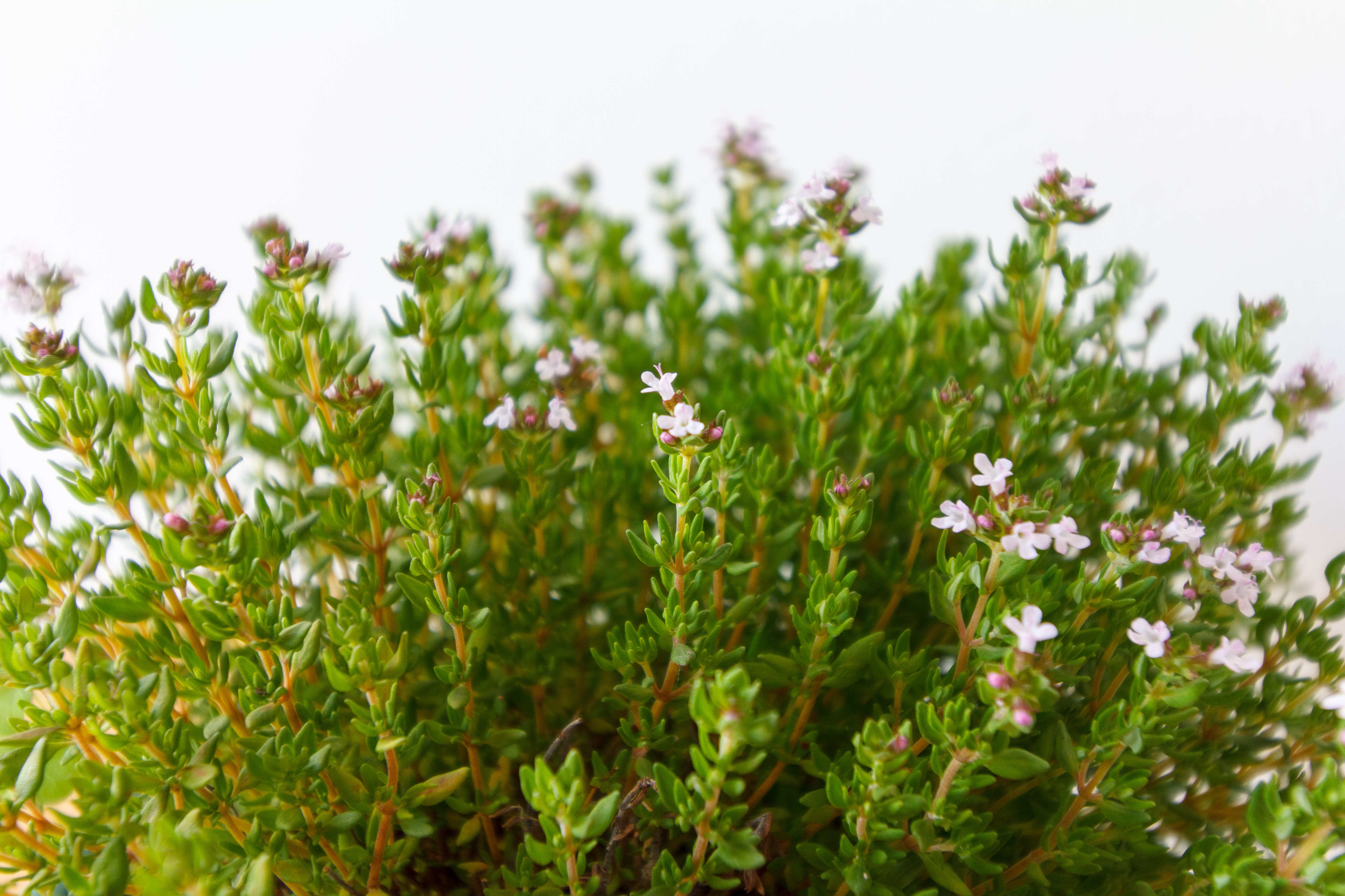 THYME EXTRACT