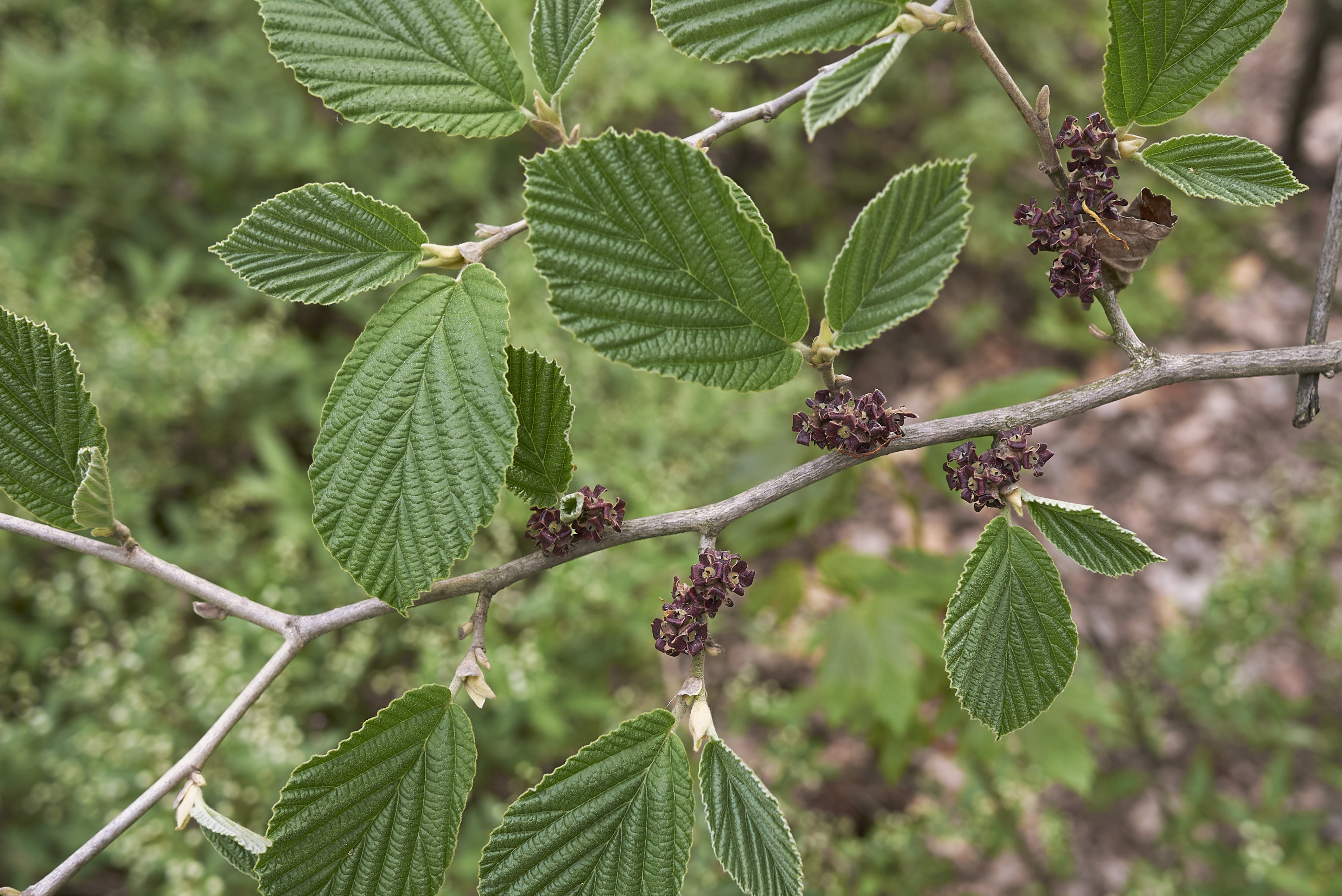 WITCH HAZEL EXTRACT