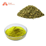 Sophora Japonica Extract Quercetin 95%