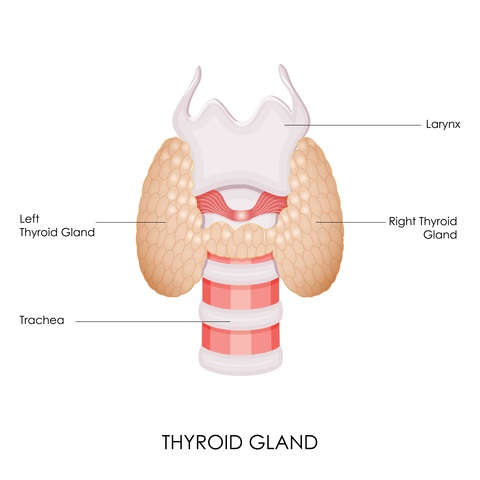 Thyroid