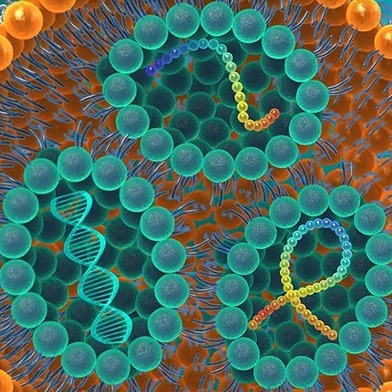 Lipid NanoParticle (LNP) Formulation