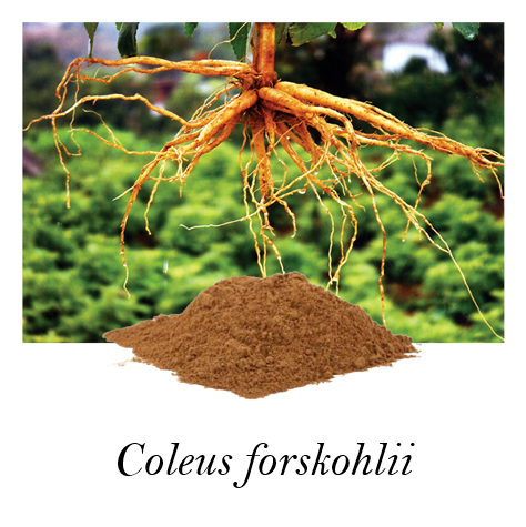 Coleus forskohlii Extract