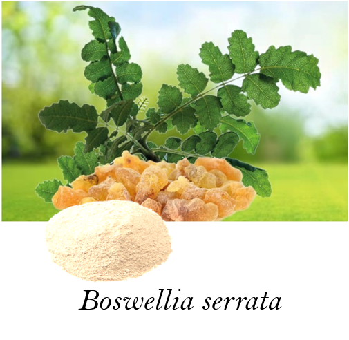 Boswellia serrata Extract