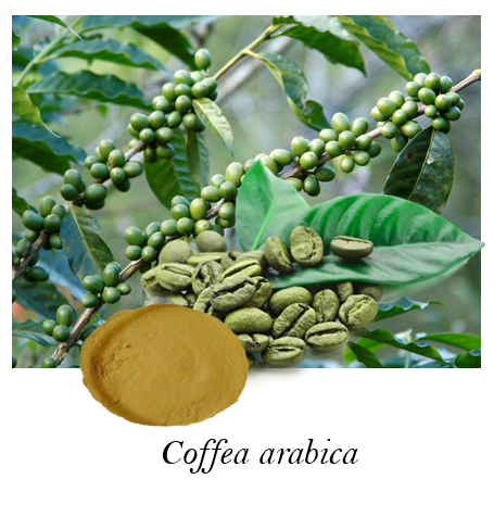 Coffea arabica Extract