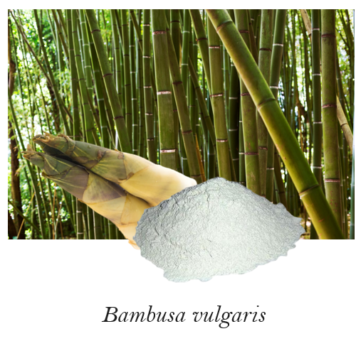 Bambusa vulgaris Extract