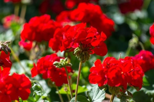 Pelargonium (Geranium) Fluid Extract