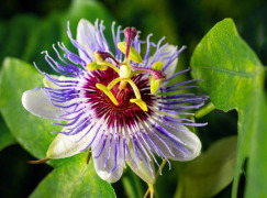 Passiflora incarnata (Passionflower) Dry Extract