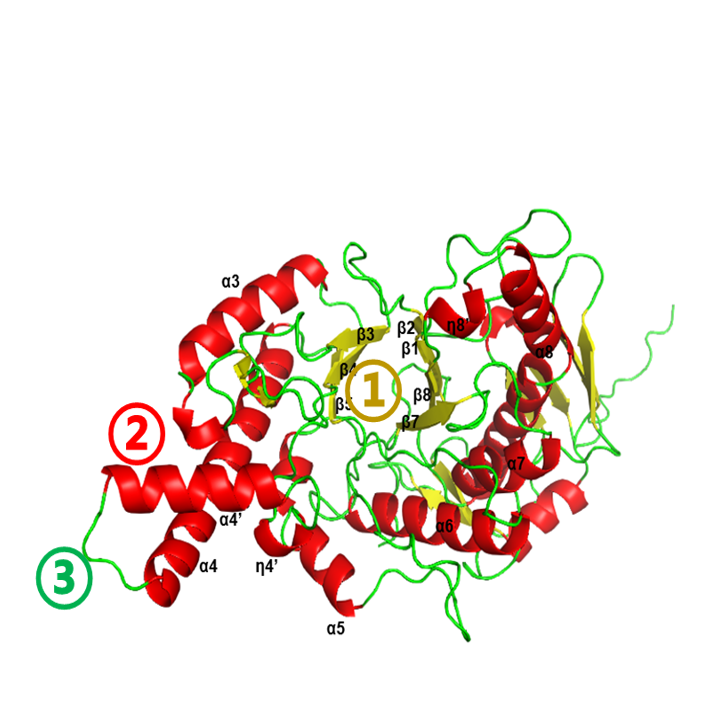 Hyaluronidase