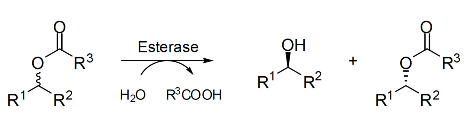 Carboxylesterasen