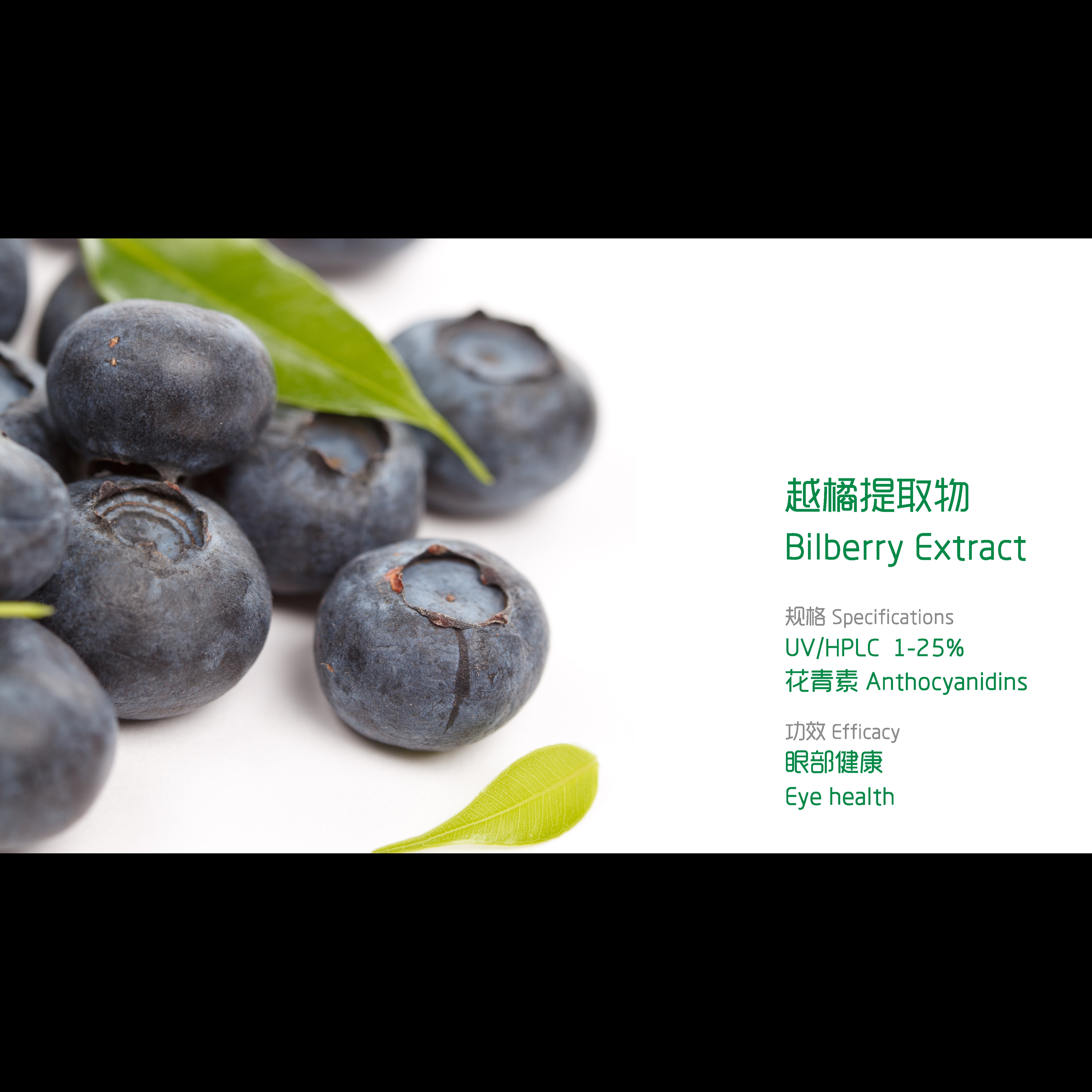 Bilberry Extract