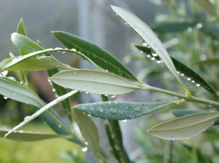 OLIVE LEAF EXTRACT