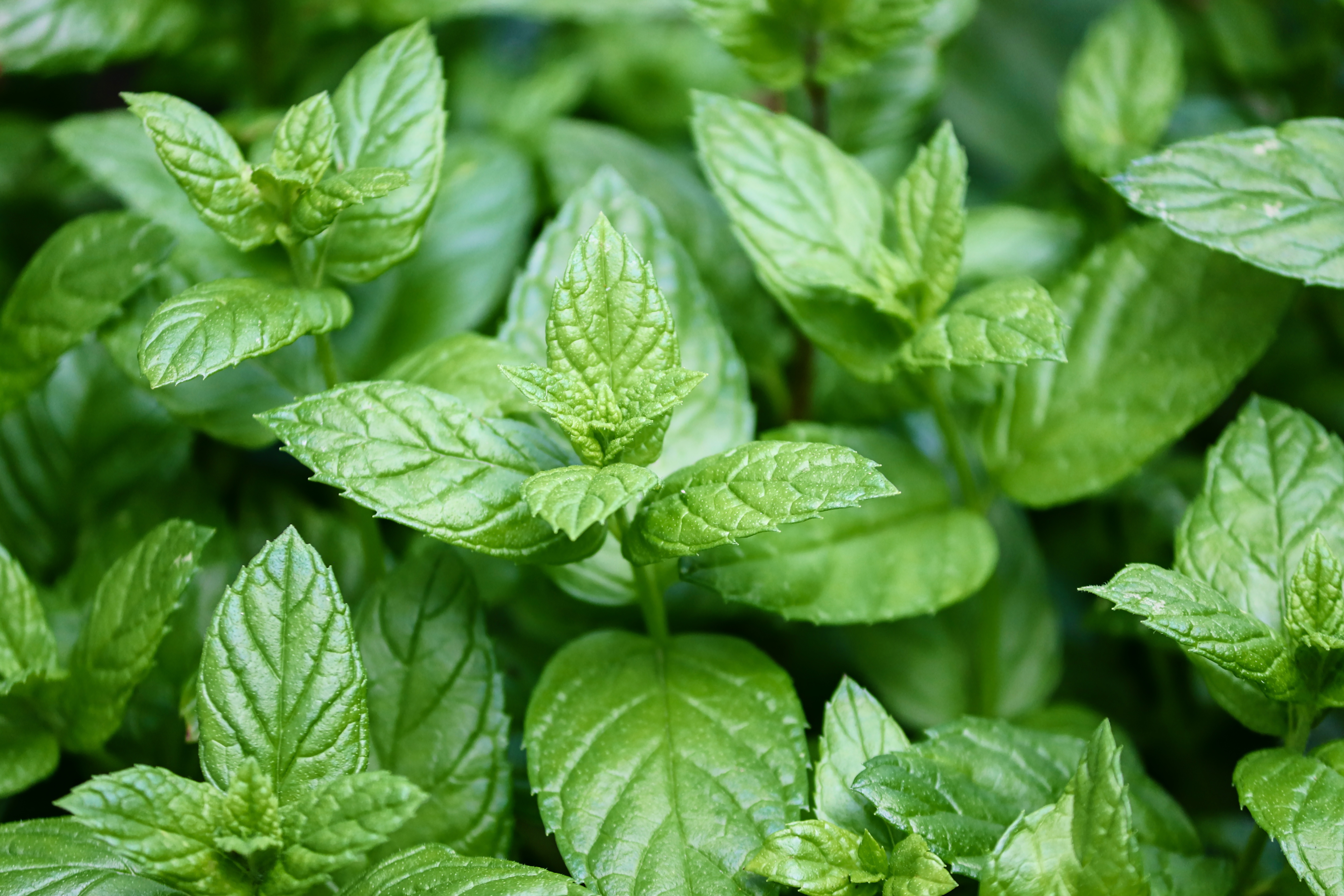 PEPPERMINT LEAF EXTRACT