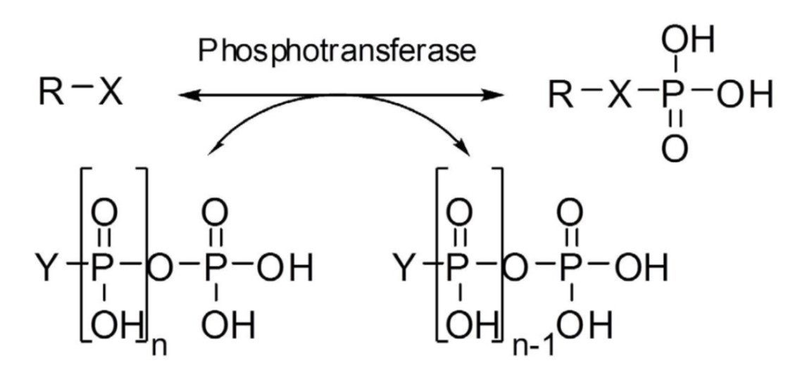 Phosphotransferases