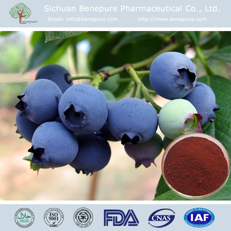 European Bilberry Extract Anthocyanins 10%-25%