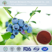 Blueberry fruit extract powder Anthocyanidins 25%