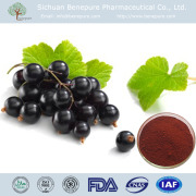 Black Currants Extract Powder Anthocyanins 5%-25%