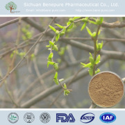 White Willow Bark Extract Salicin