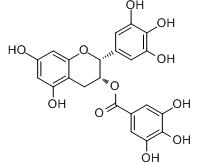 Green Tea Extract EGCG