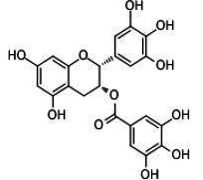 Green Tea Extract EGCG