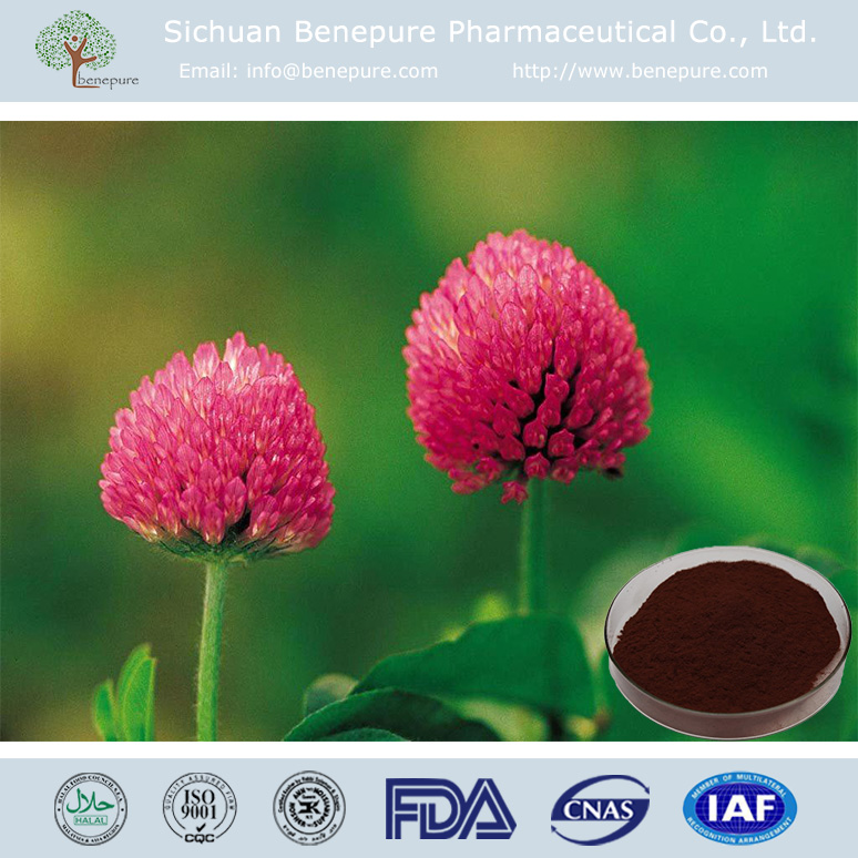 Red Clover Extract