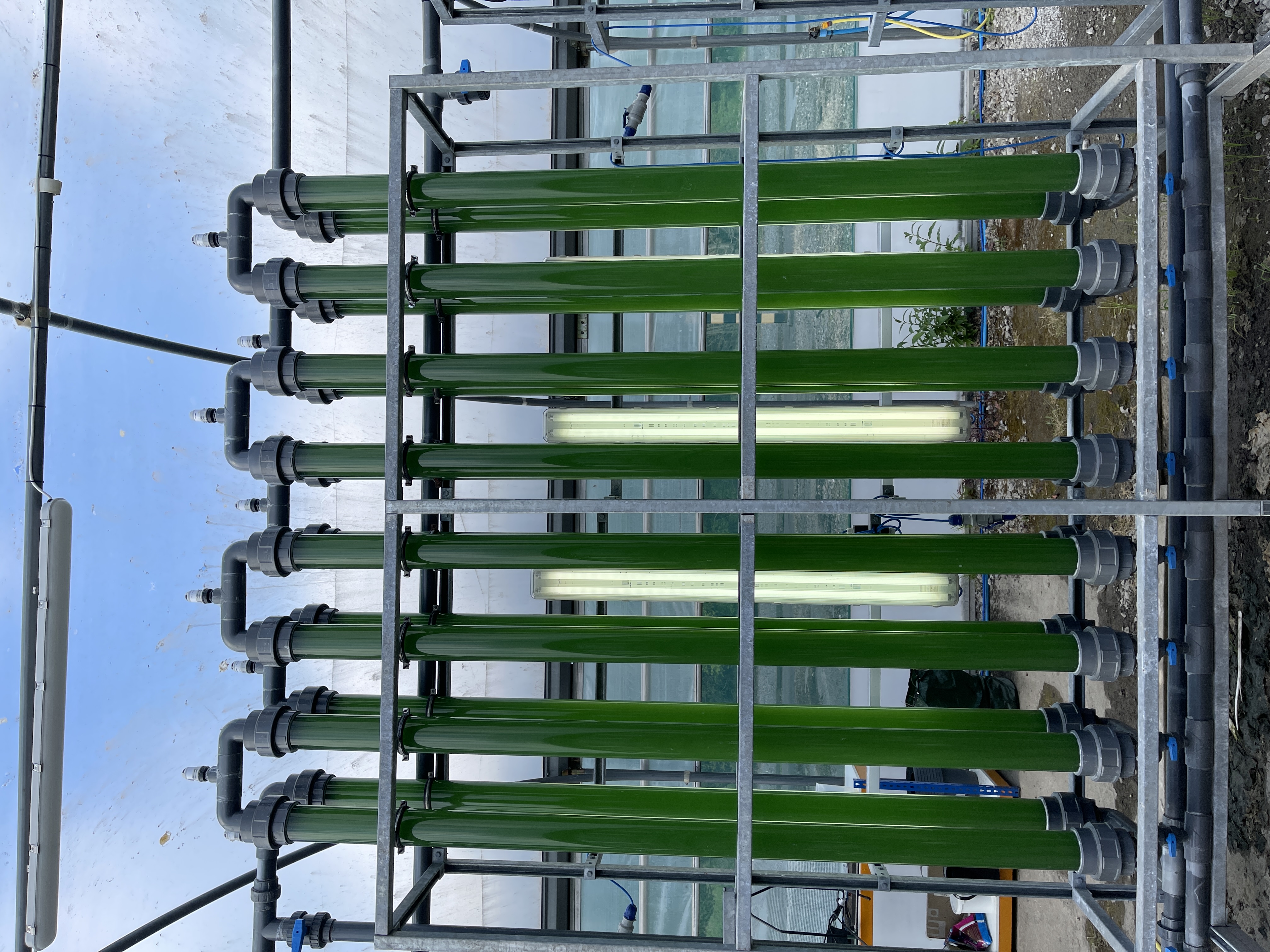 Microalgae cultivation system with bioreactor tubes filled with algae