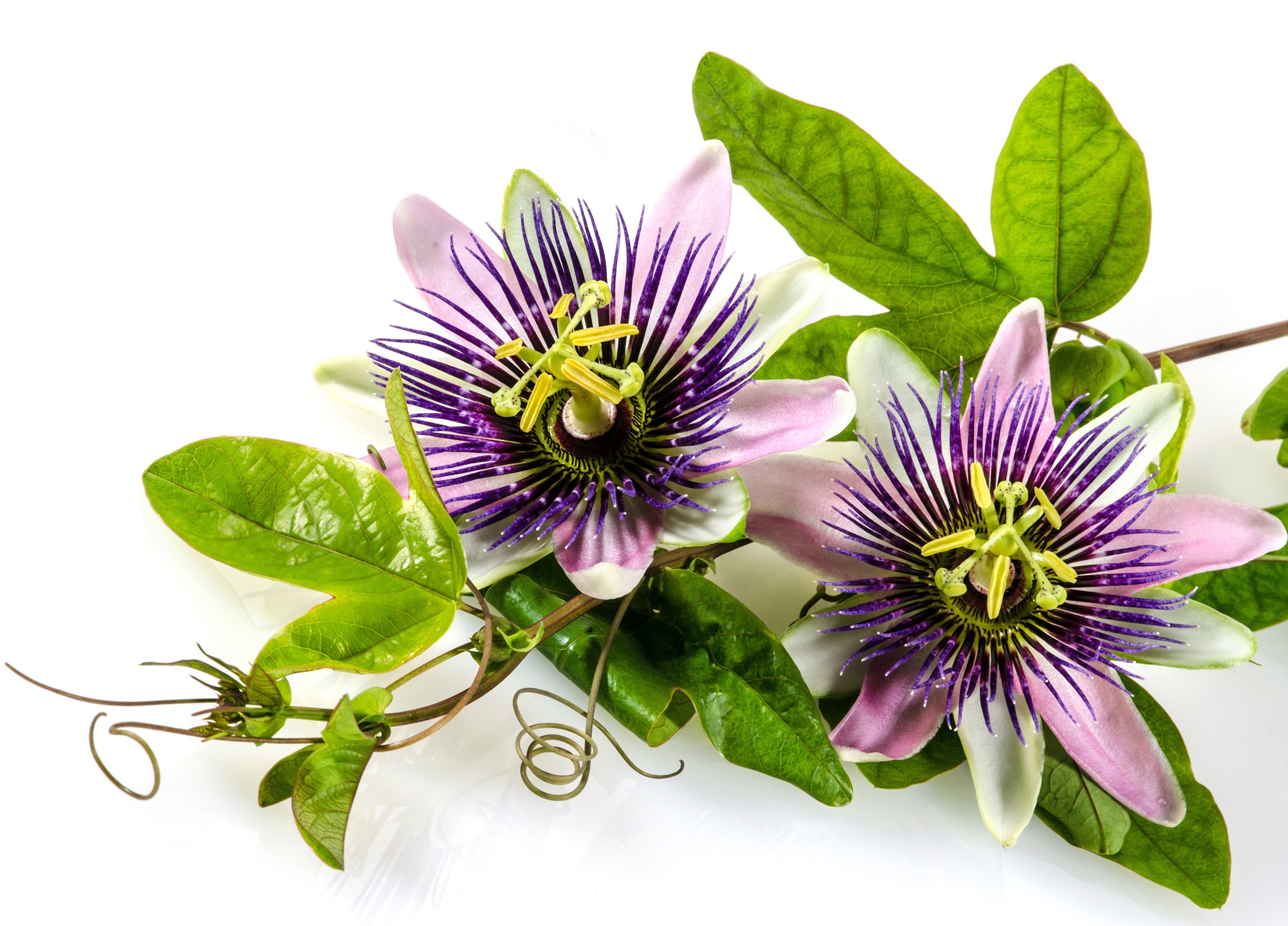 PASSION FLOWER EXTRACT