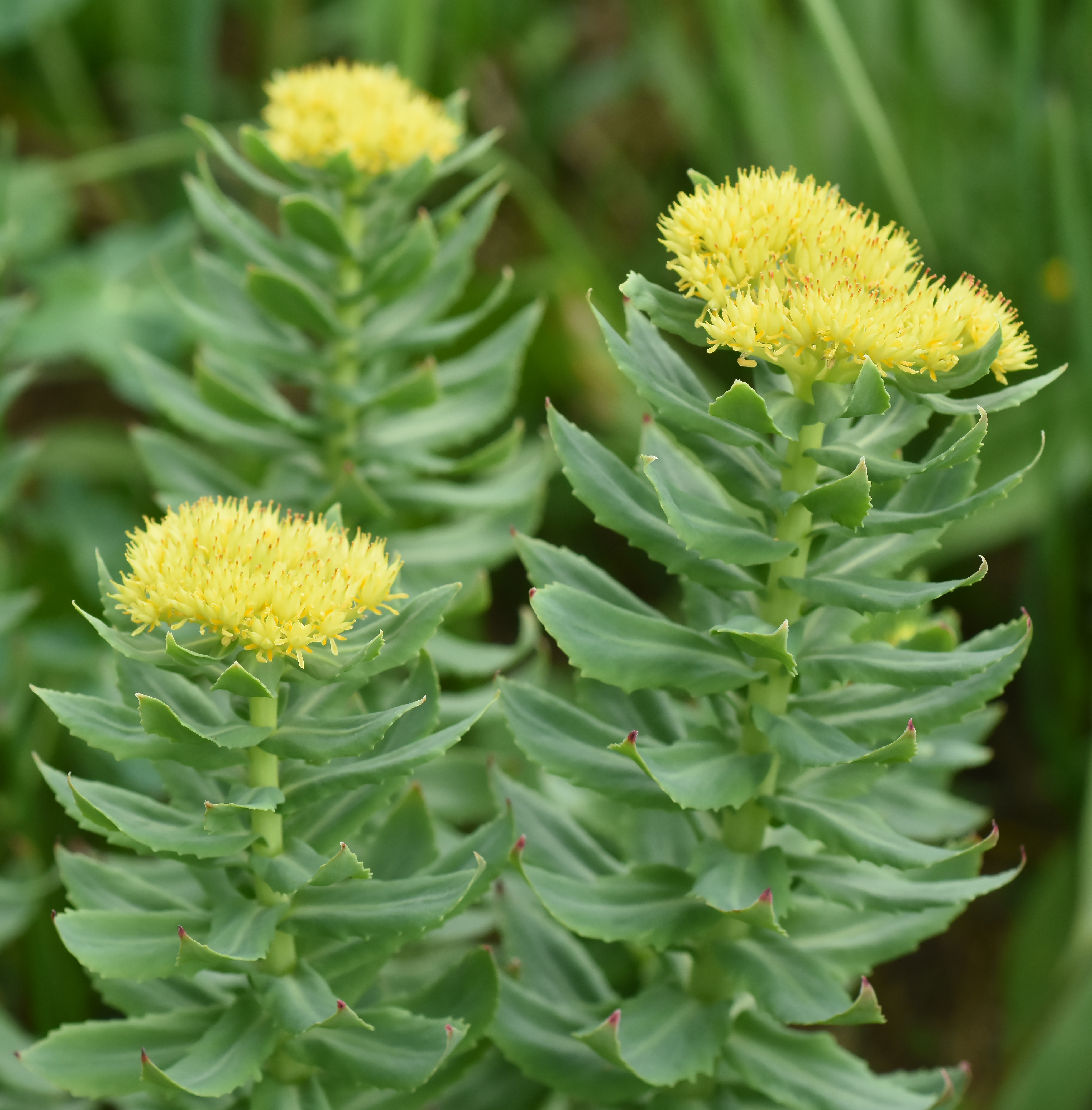 RHODIOLA EXTRACT